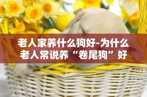 老人家養什么狗好-為什么老人常說養“卷尾狗”好