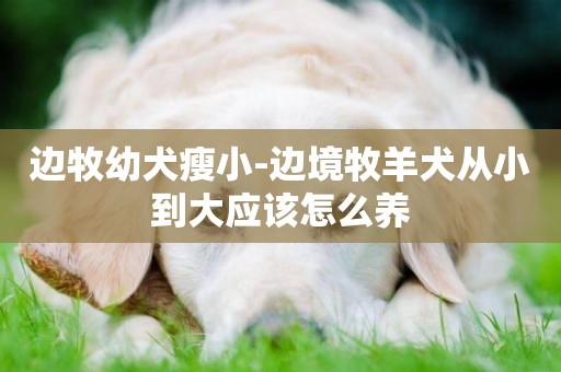 邊牧幼犬瘦小-邊境牧羊犬從小到大應該怎么養