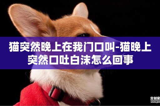 貓突然晚上在我門口叫-貓晚上突然口吐白沫怎么回事