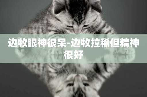 邊牧眼神很呆-邊牧拉稀但精神很好