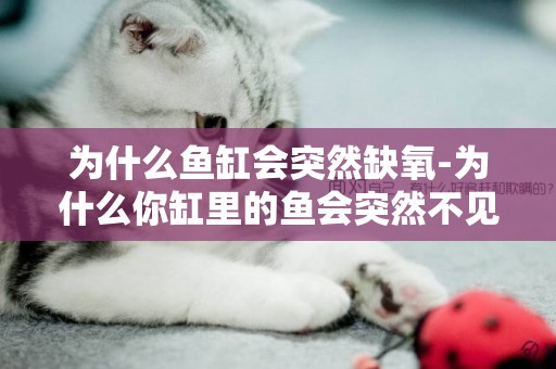 為什么魚缸會突然缺氧-為什么你缸里的魚會突然不見