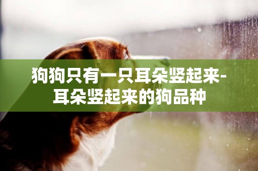 狗狗只有一只耳朵豎起來-耳朵豎起來的狗品種