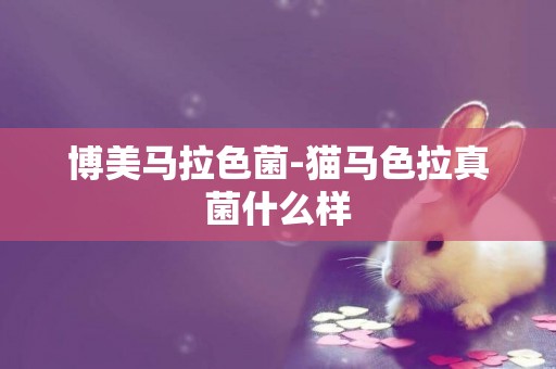 博美馬拉色菌-貓馬色拉真菌什么樣
