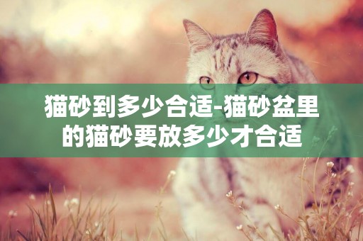 貓砂到多少合適-貓砂盆里的貓砂要放多少才合適