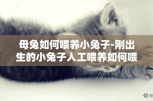 母兔如何喂養小兔子-剛出生的小兔子人工喂養如何喂
