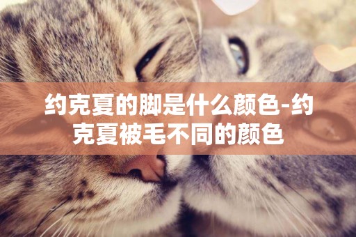 約克夏的腳是什么顏色-約克夏被毛不同的顏色