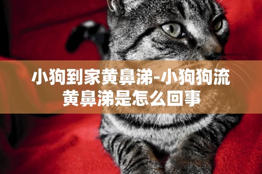 小狗到家黃鼻涕-小狗狗流黃鼻涕是怎么回事