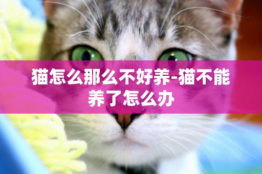 貓怎么那么不好養-貓不能養了怎么辦