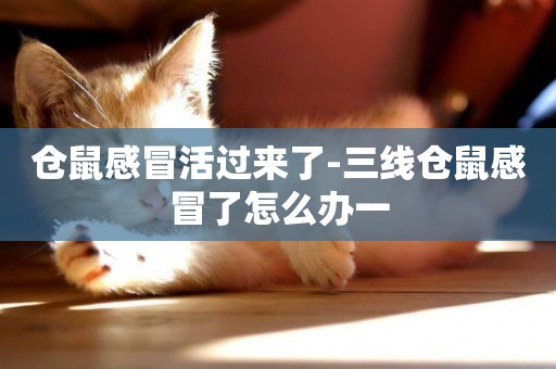 倉鼠感冒活過來了-三線倉鼠感冒了怎么辦一