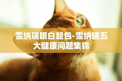 雪納瑞眼白起包-雪納瑞五大健康問題集錦