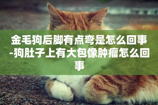 金毛狗后腳有點彎是怎么回事-狗肚子上有大包像腫瘤怎么回事