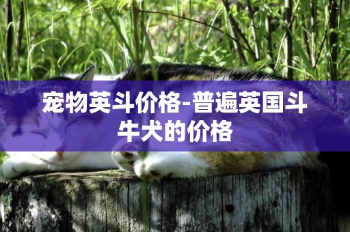 寵物英斗價格-普遍英國斗牛犬的價格