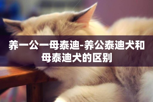 養一公一母泰迪-養公泰迪犬和母泰迪犬的區別