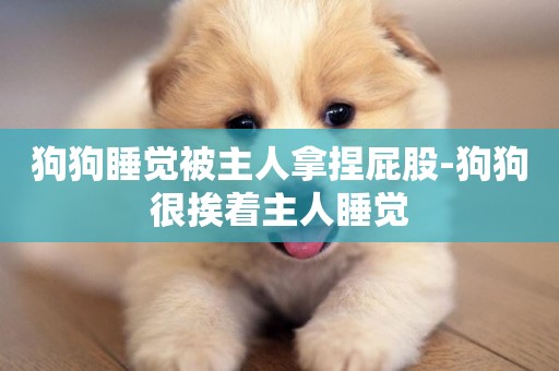 狗狗睡覺被主人拿捏屁股-狗狗很挨著主人睡覺