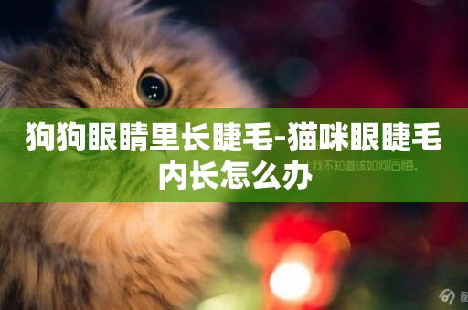 狗狗眼睛里長睫毛-貓咪眼睫毛內長怎么辦