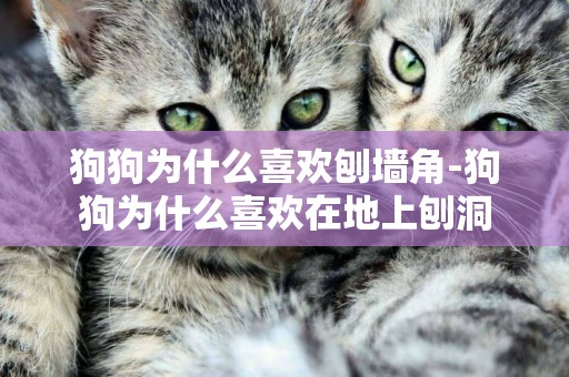 狗狗為什么喜歡刨墻角-狗狗為什么喜歡在地上刨洞