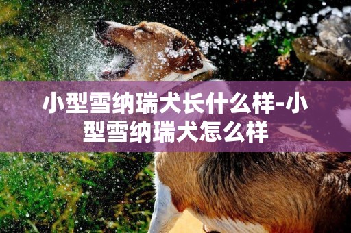 小型雪納瑞犬長什么樣-小型雪納瑞犬怎么樣