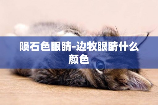 隕石色眼睛-邊牧眼睛什么顏色
