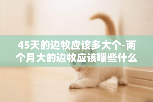 45天的邊牧應該多大個-兩個月大的邊牧應該喂些什么吃呢