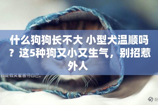 什么狗狗長不大 小型犬溫順嗎？這5種狗又小又生氣，別招惹外人 