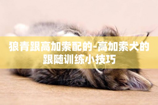狼青跟高加索配的-高加索犬的跟隨訓練小技巧
