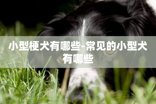 小型梗犬有哪些-常見的小型犬有哪些