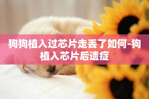 狗狗植入過芯片走丟了如何-狗植入芯片后遺癥