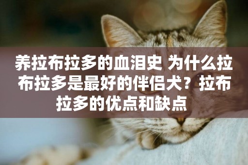 養拉布拉多的血淚史 為什么拉布拉多是最好的伴侶犬？拉布拉多的優點和缺點 