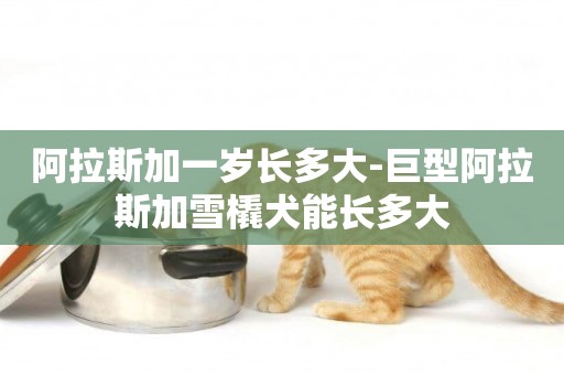 阿拉斯加一歲長多大-巨型阿拉斯加雪橇犬能長多大