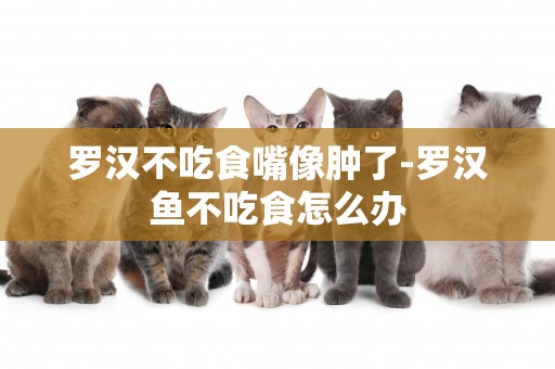 羅漢不吃食嘴像腫了-羅漢魚不吃食怎么辦