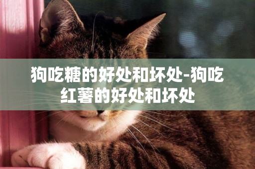 狗吃糖的好處和壞處-狗吃紅薯的好處和壞處
