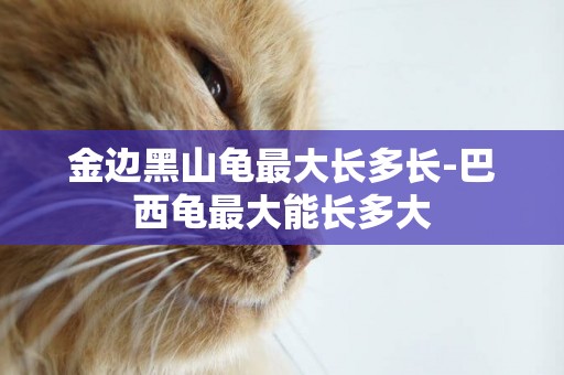 金邊黑山龜最大長多長-巴西龜最大能長多大
