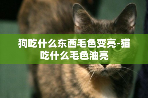 狗吃什么東西毛色變亮-貓吃什么毛色油亮