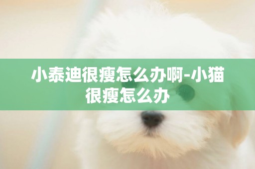 小泰迪很瘦怎么辦啊-小貓很瘦怎么辦