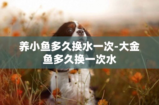 養小魚多久換水一次-大金魚多久換一次水