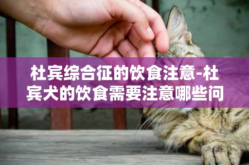 杜賓綜合征的飲食注意-杜賓犬的飲食需要注意哪些問題