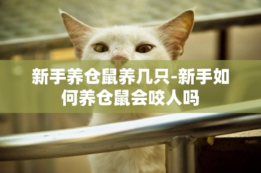 新手養倉鼠養幾只-新手如何養倉鼠會咬人嗎