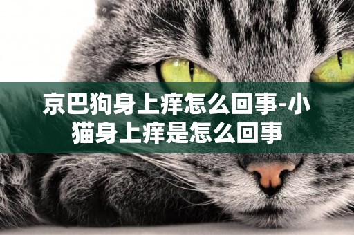 京巴狗身上癢怎么回事-小貓身上癢是怎么回事