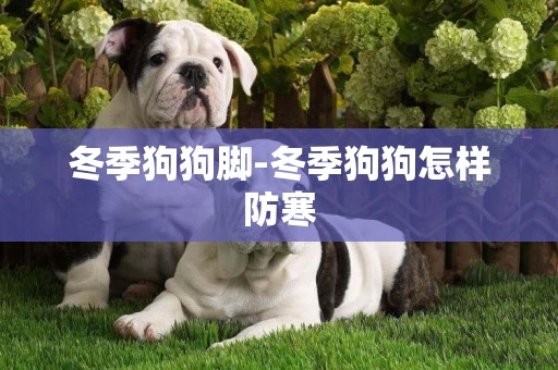 冬季狗狗腳-冬季狗狗怎樣防寒