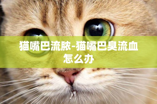 貓嘴巴流膿-貓嘴巴臭流血怎么辦