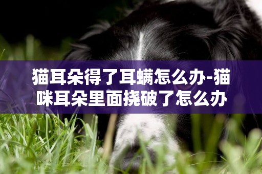 貓耳朵得了耳螨怎么辦-貓咪耳朵里面撓破了怎么辦