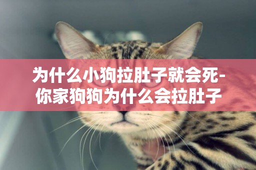 為什么小狗拉肚子就會死-你家狗狗為什么會拉肚子
