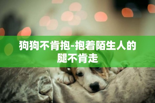 狗狗不肯抱-抱著陌生人的腿不肯走