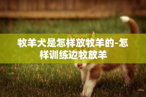 牧羊犬是怎樣放牧羊的-怎樣訓練邊牧放羊