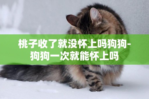 桃子收了就沒懷上嗎狗狗-狗狗一次就能懷上嗎