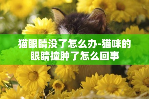 貓眼睛沒了怎么辦-貓咪的眼睛撞腫了怎么回事