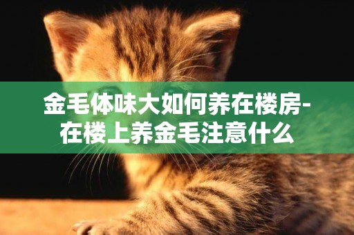 金毛體味大如何養在樓房-在樓上養金毛注意什么