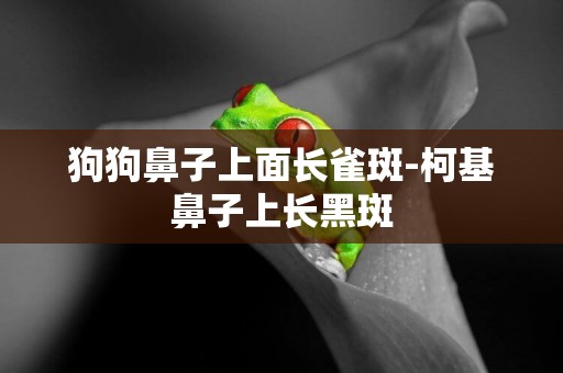 狗狗鼻子上面長雀斑-柯基鼻子上長黑斑