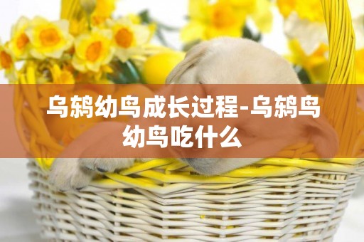 烏鶇幼鳥成長過程-烏鶇鳥幼鳥吃什么