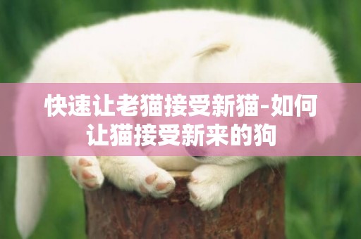 快速讓老貓接受新貓-如何讓貓接受新來的狗